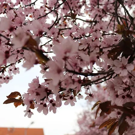 Gaestehaus Kirschgarten