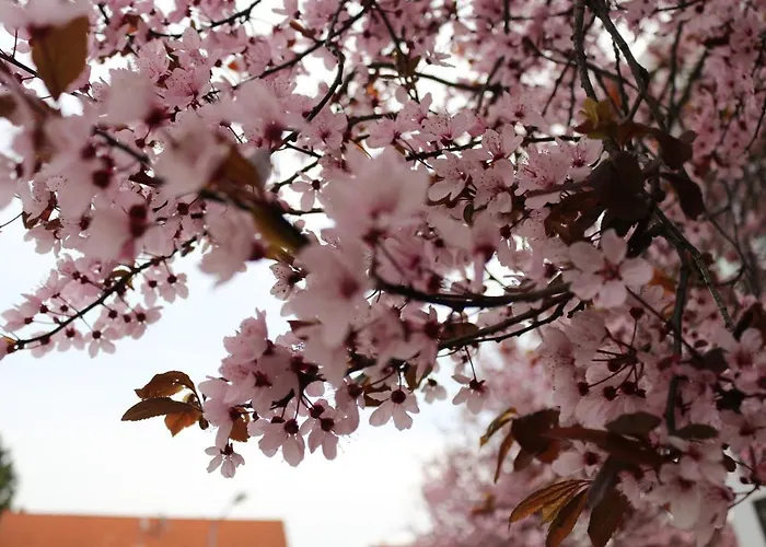 Gaestehaus Kirschgarten